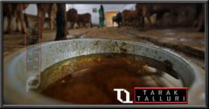 cow urine