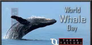 World Whale Day