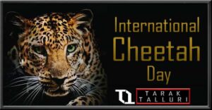 International Cheetah Day