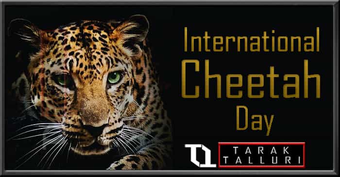 International Cheetah Day